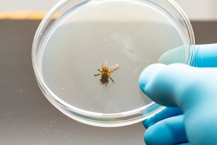    К финалу подходит разработка российской методики измерения пестицидов в подморе пчел