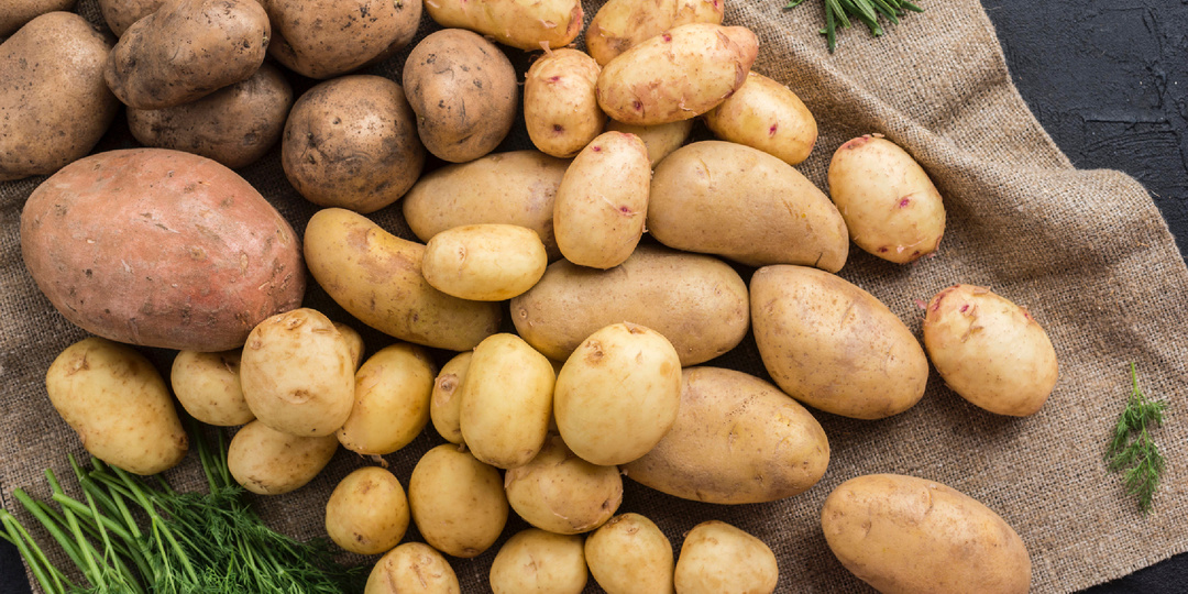 Применение Лигногумата на семенном картофеле: опыт хозяйства и результаты