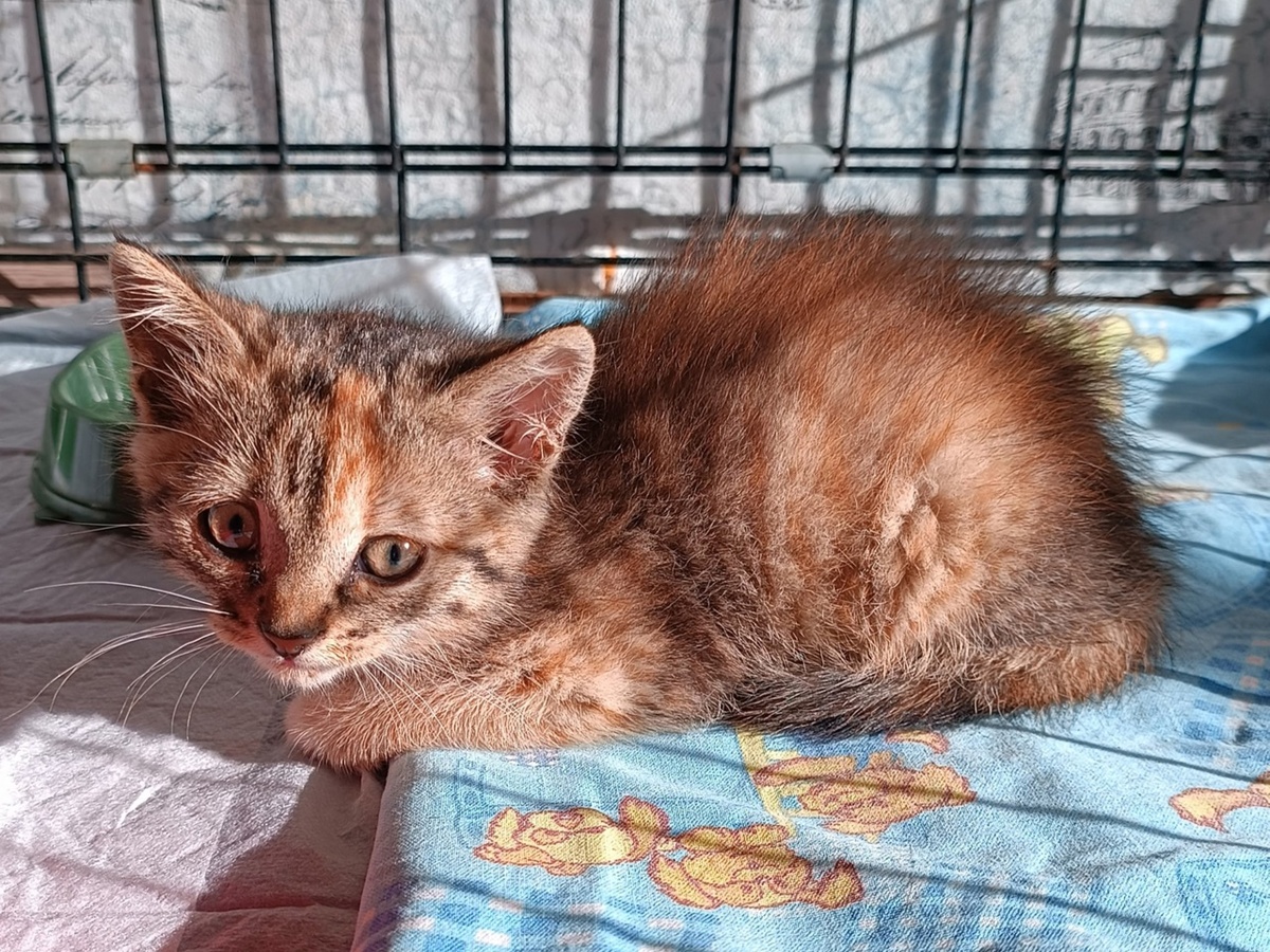 Котёночку пака страшнор, но скоро она поймёт, что ей хотят добра