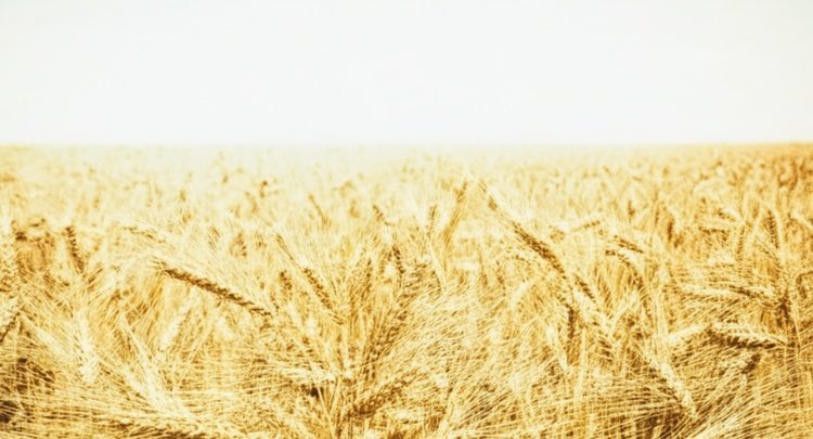    Фото: Медведева Анна, AgroXXI.ru