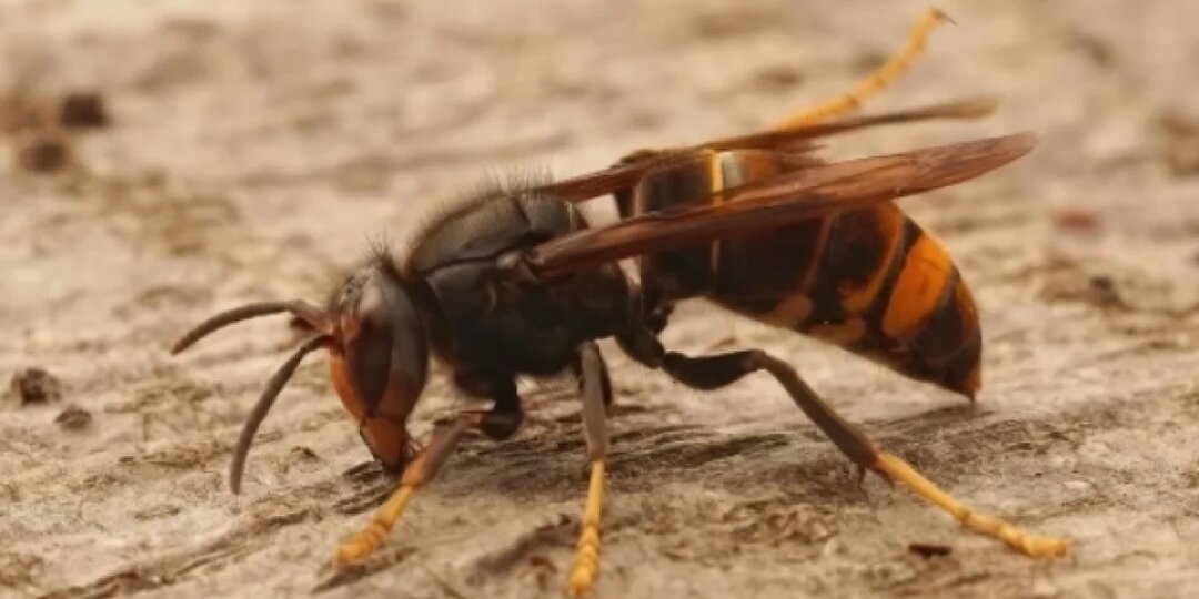 «Мстят за сородичей». Ученый Новоселов объяснил, как шершни убили мужчину