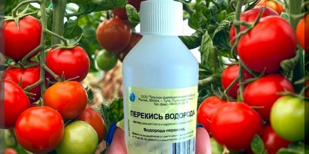 Перекись водорода для ускоренного созревания томатов: как максимально быстро и просто ускорить созревание томатов