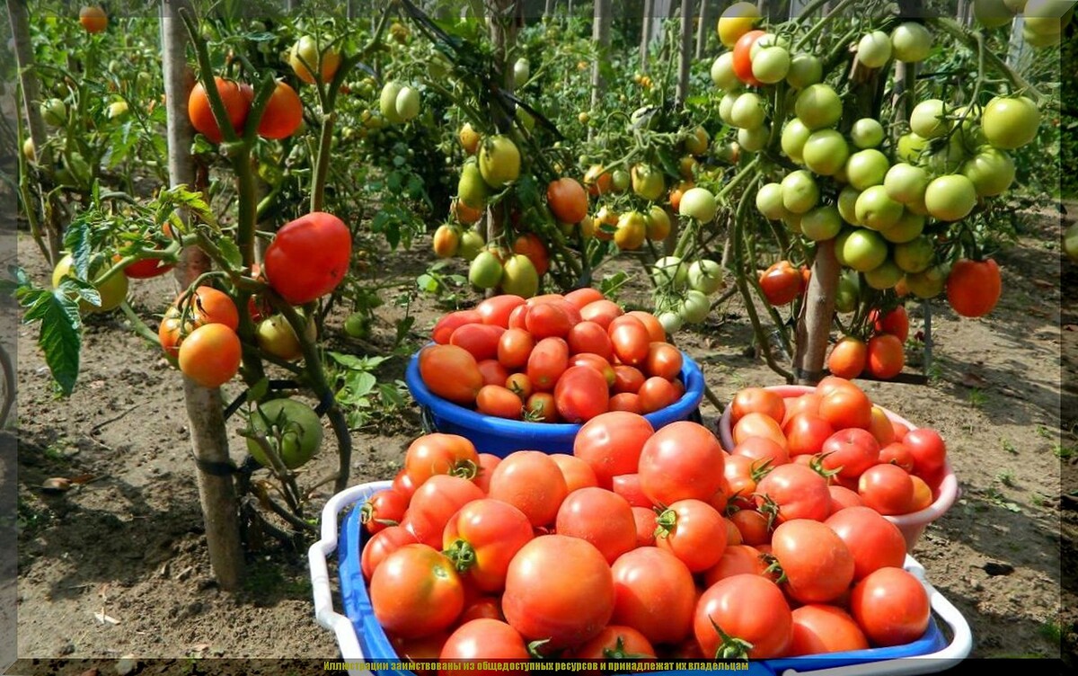 https://vk.com/photo-159774511_457272398