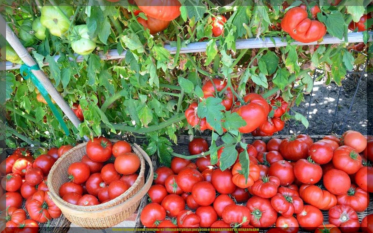 https://vk.com/photo-159774511_457272399