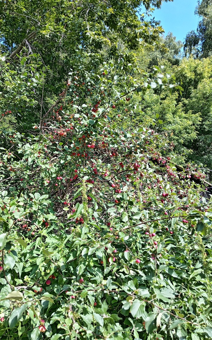 Вот так заросла ранетка - трава с меня ростом.