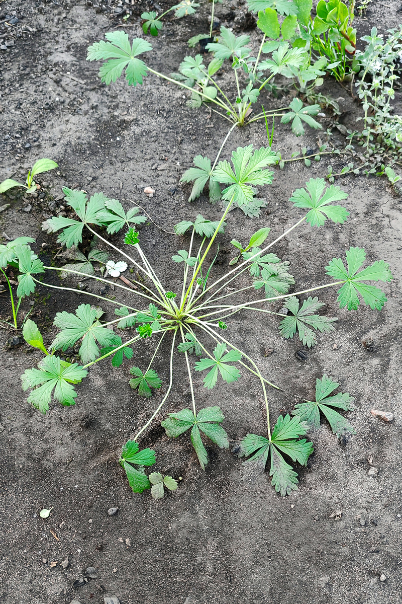 Что выросло