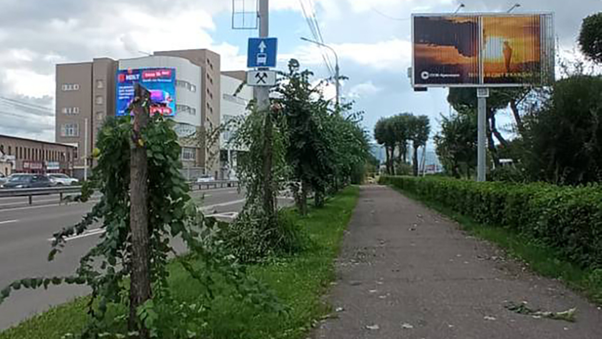     На Шахтеров в Красноярске варварски спилили деревья ради рекламных щитов
