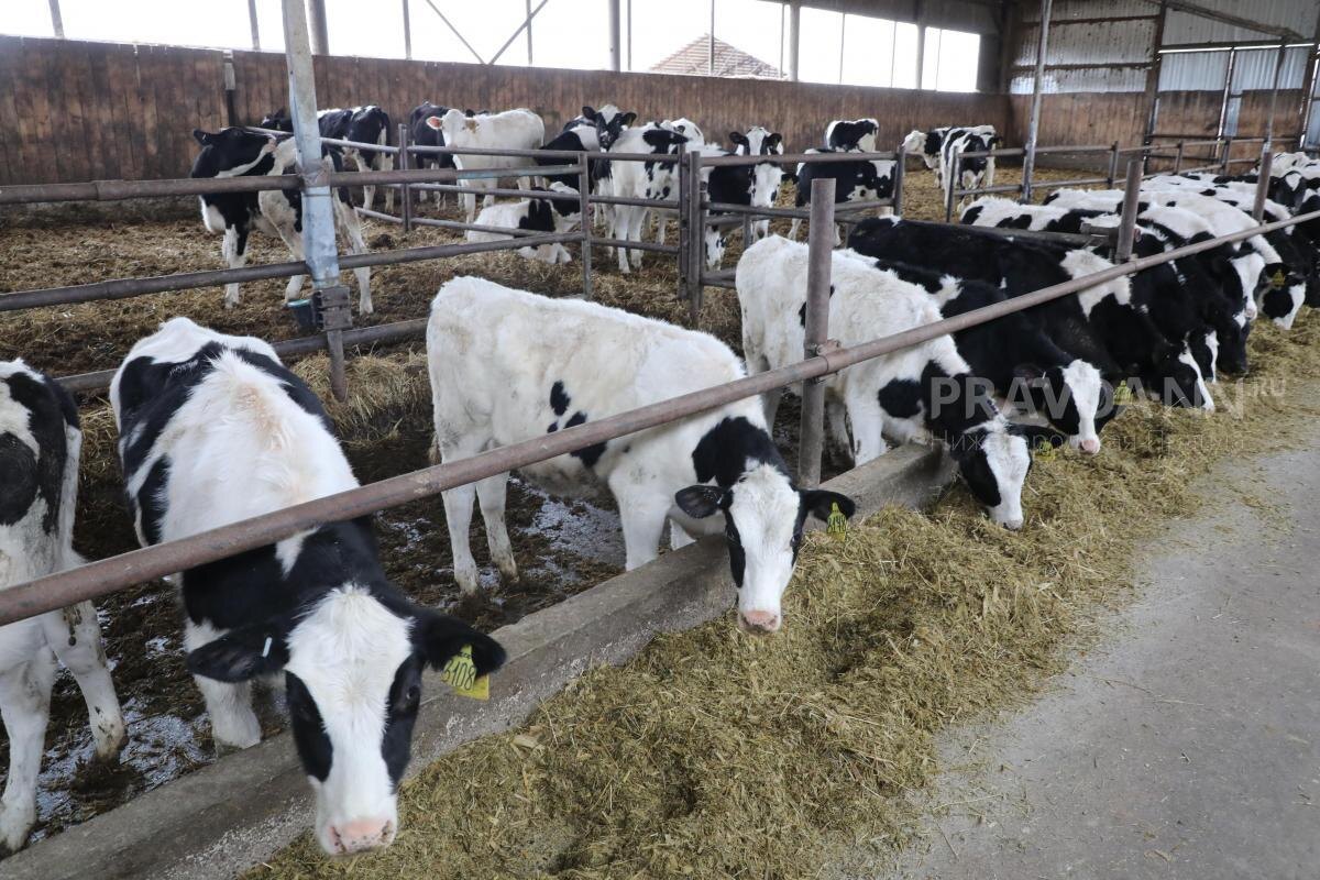    В селе Кекино Воротынского округа 23 июля был зафиксирован случай заболевания сибирской язвой в личном подсобном хозяйстве