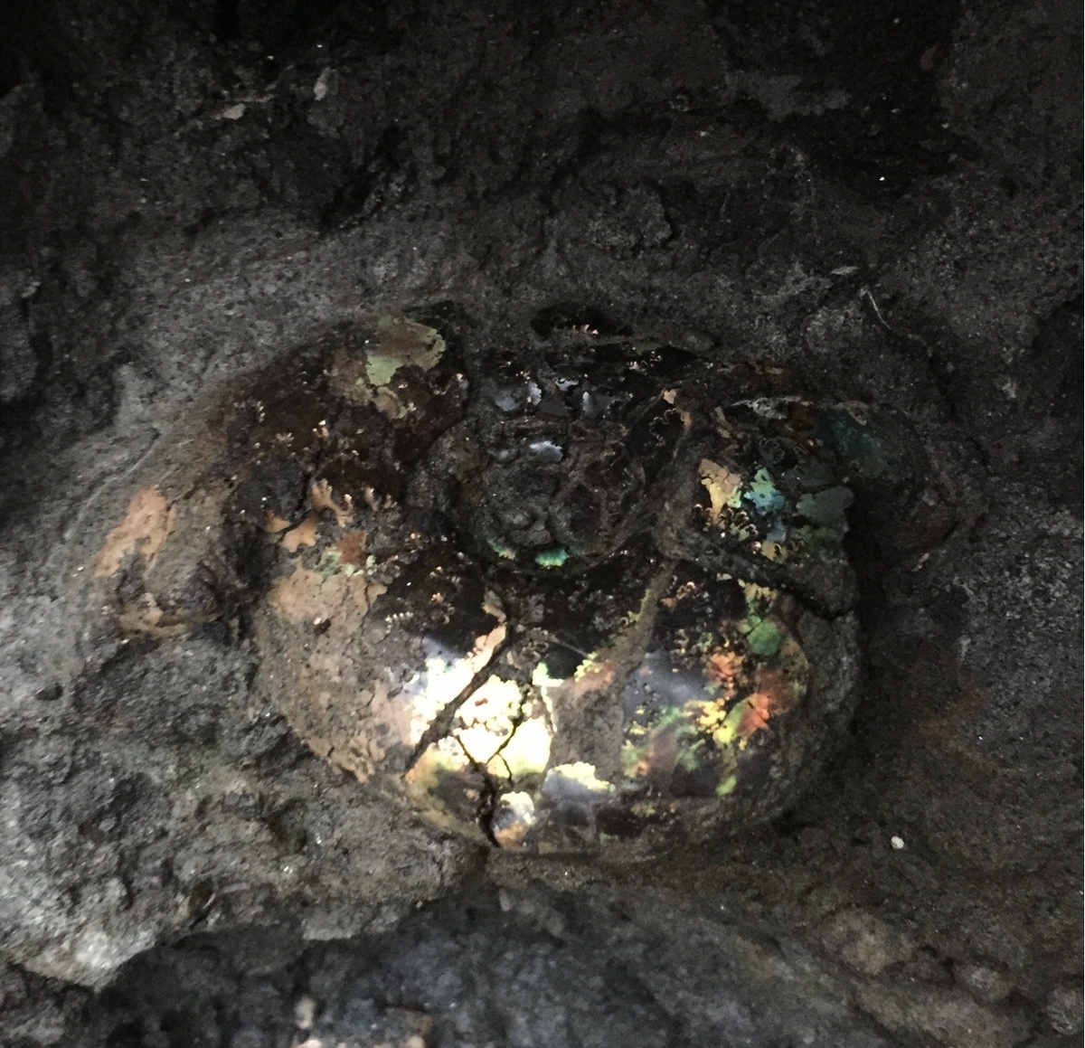 "Филёвский" аммонит 