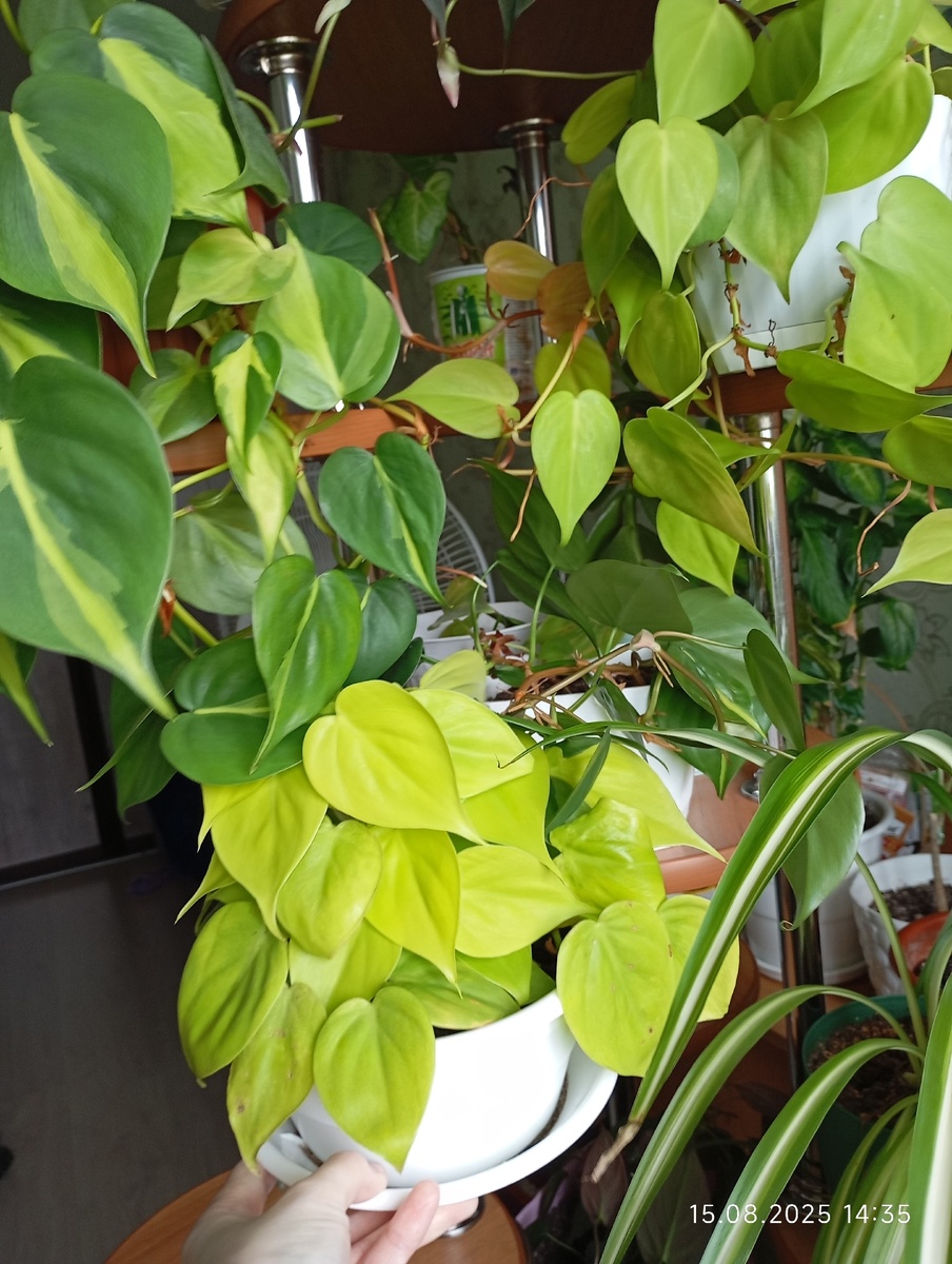 Филодендроны.