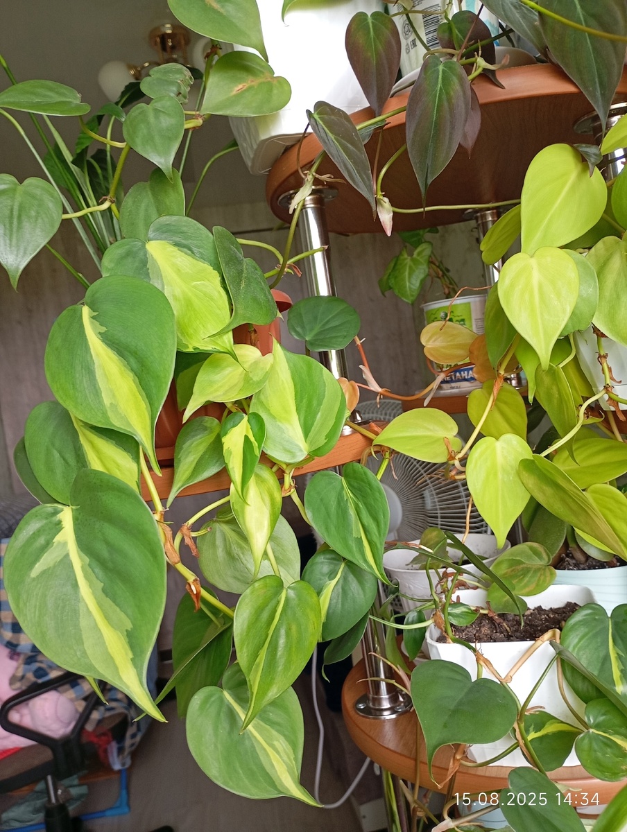 Филодендрон Бразил