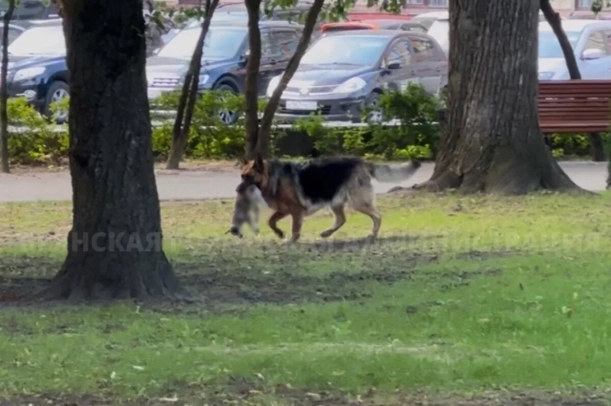    В Брянске поймали овчарку, которая напала на другую собаку и загрызла ее