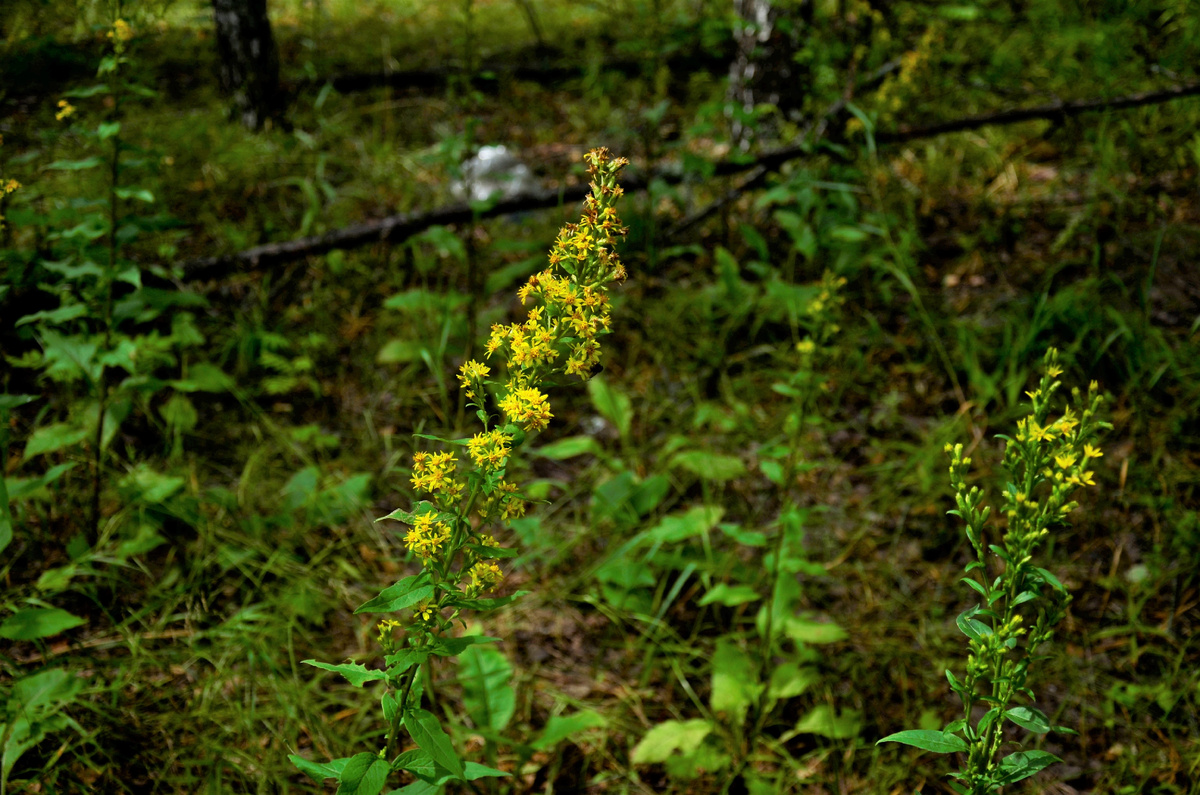Золотарник обыкновенный