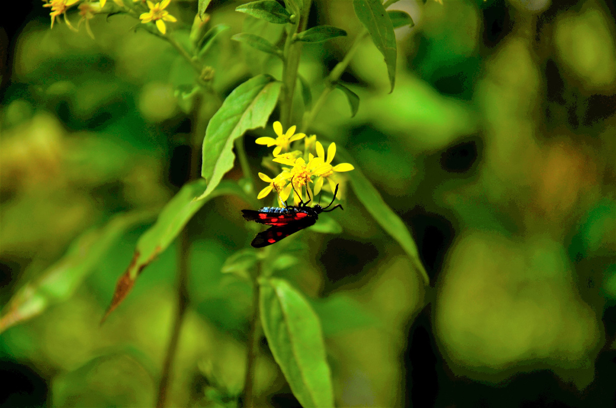Пестрянка таволговая