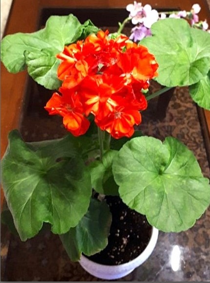 расцвёл черенок зональной "Клаттербридж"