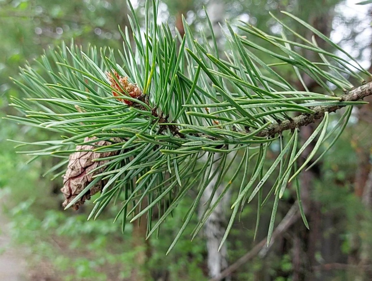 Автор фото: Наумова Александра