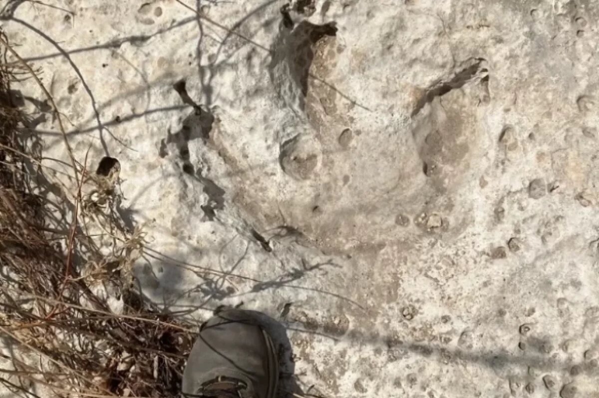    Следы динозавров найдены при расчистке территории после наводнения в Техасе