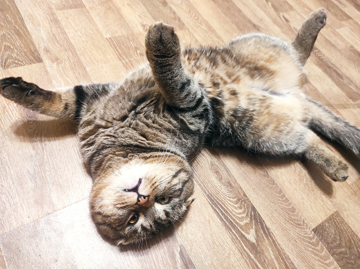 Феденька баловаться изволят 