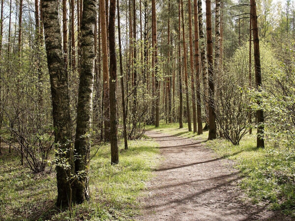    Деревья в парке© РИА Новости / Алексей Даничев