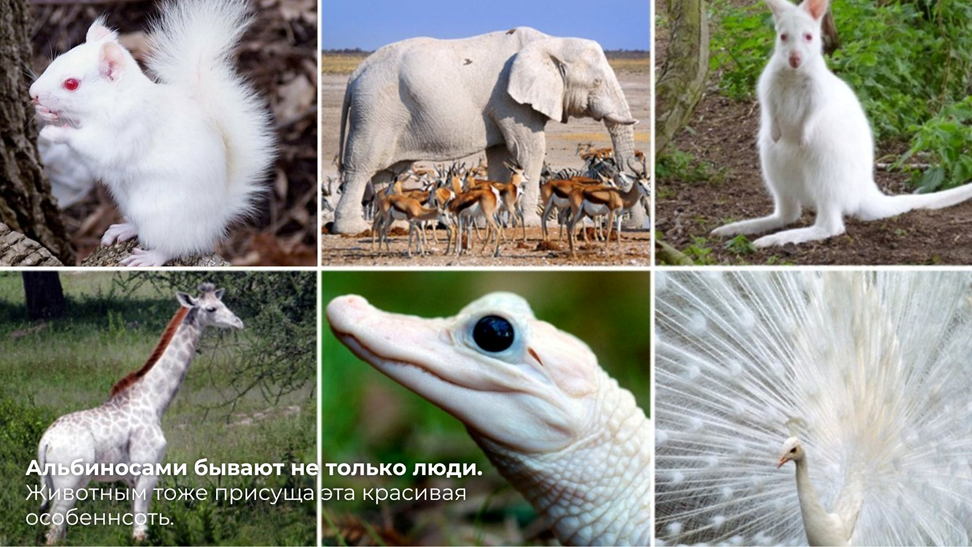 https://krots.top/137867-zhivotnye-albinosy.html