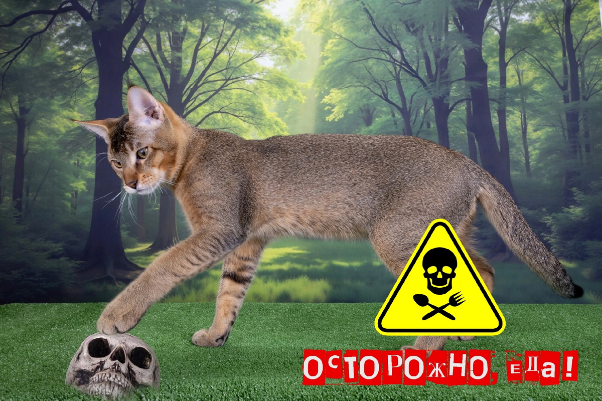 Кот Ирбис питомника кошек породы чаузи