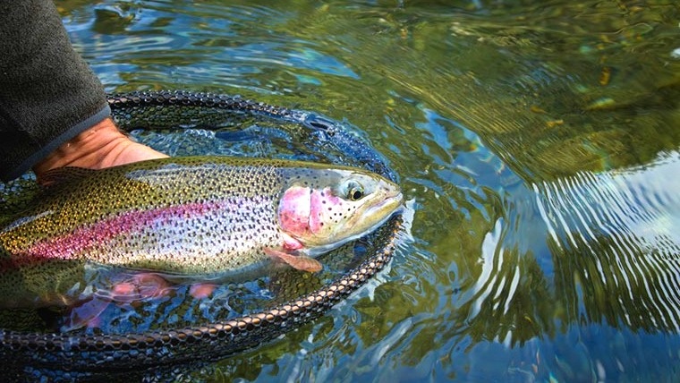 Фермерская форель