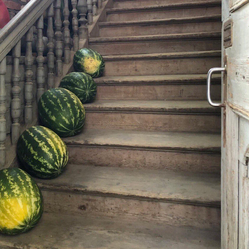 Это правильные арбузы — с тёмной контрастной кожурой и яркими пятнами на боку. Фото: Валерий Маслов