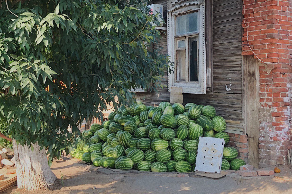 А вот здесь гораздо выше шансы выбрать идеальный арбуз: на первый взгляд вижу несколько подходящих полосатиков. Фото: Валерий Маслов
