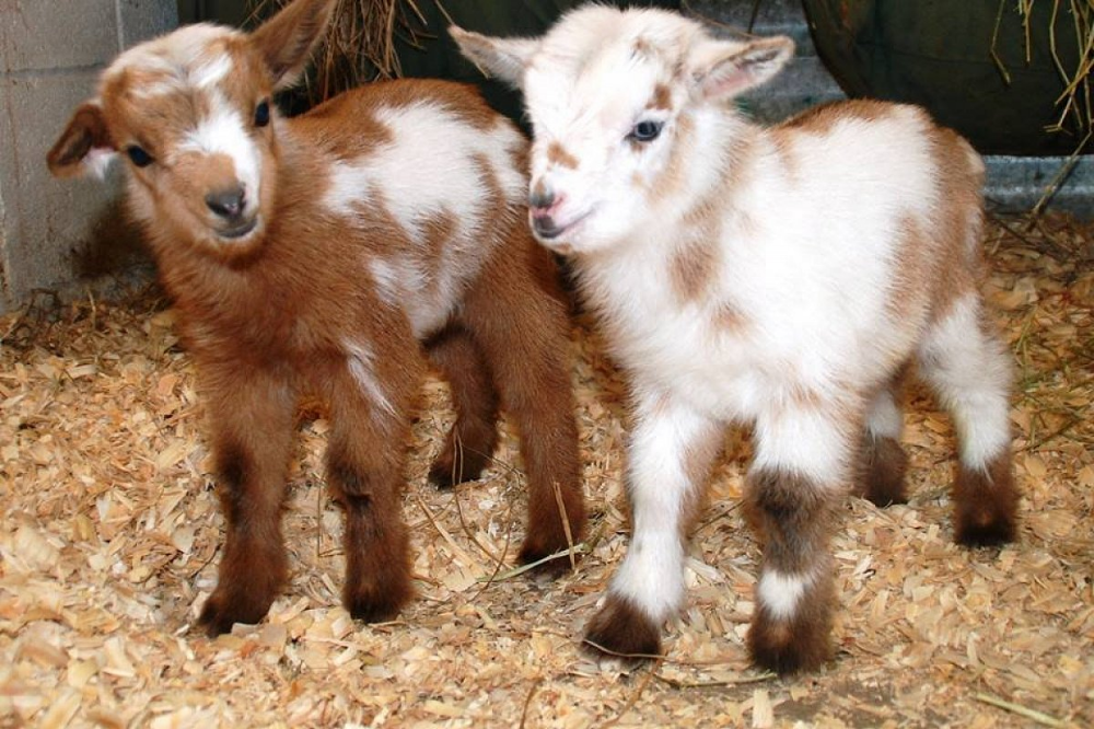 Камерунские карликовые козы