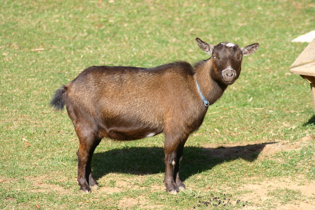 Нигерийская карликовая коза