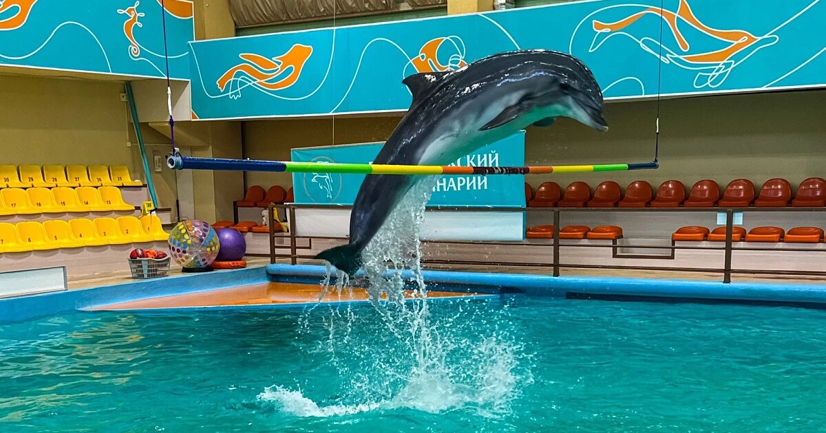 Фото: Геленджикский Дельфинарий / Вконтакте