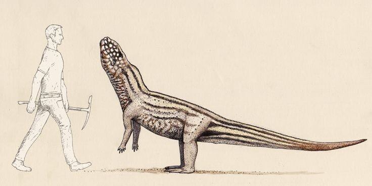 Виварон по сравнению с человеком.