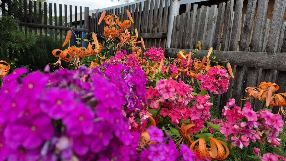 Дети этим летом фотографировали цветы на бабушкиной даче