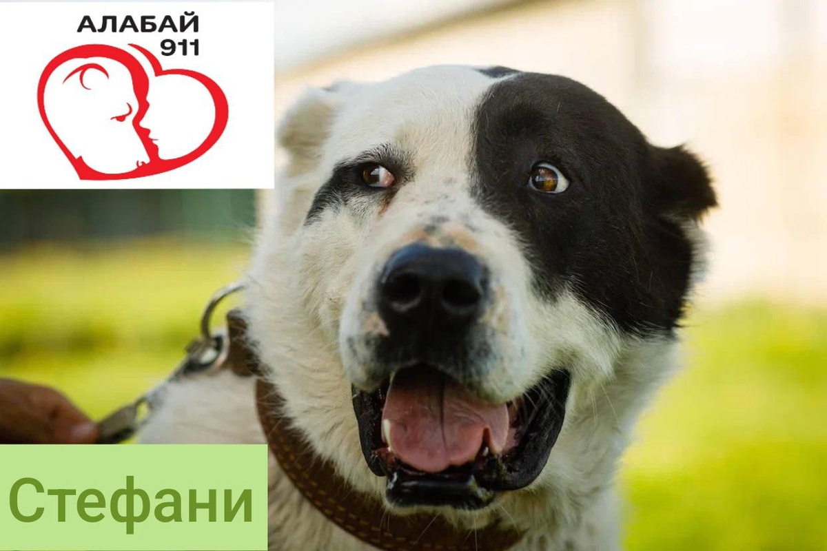 Стефани приедет на фестиваль!