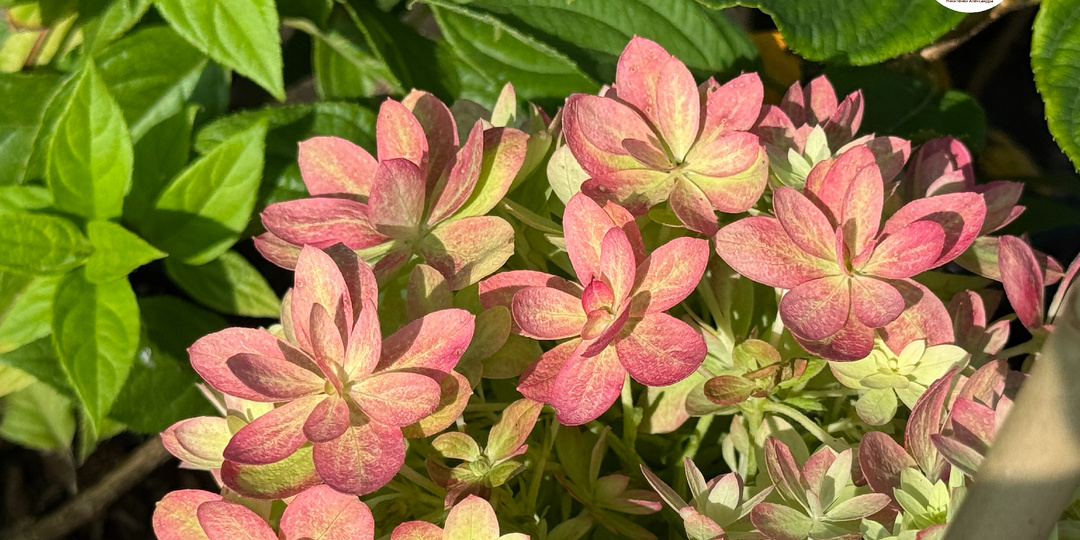 Мечта Лесково. Новинка в мире метельчатых гортензий