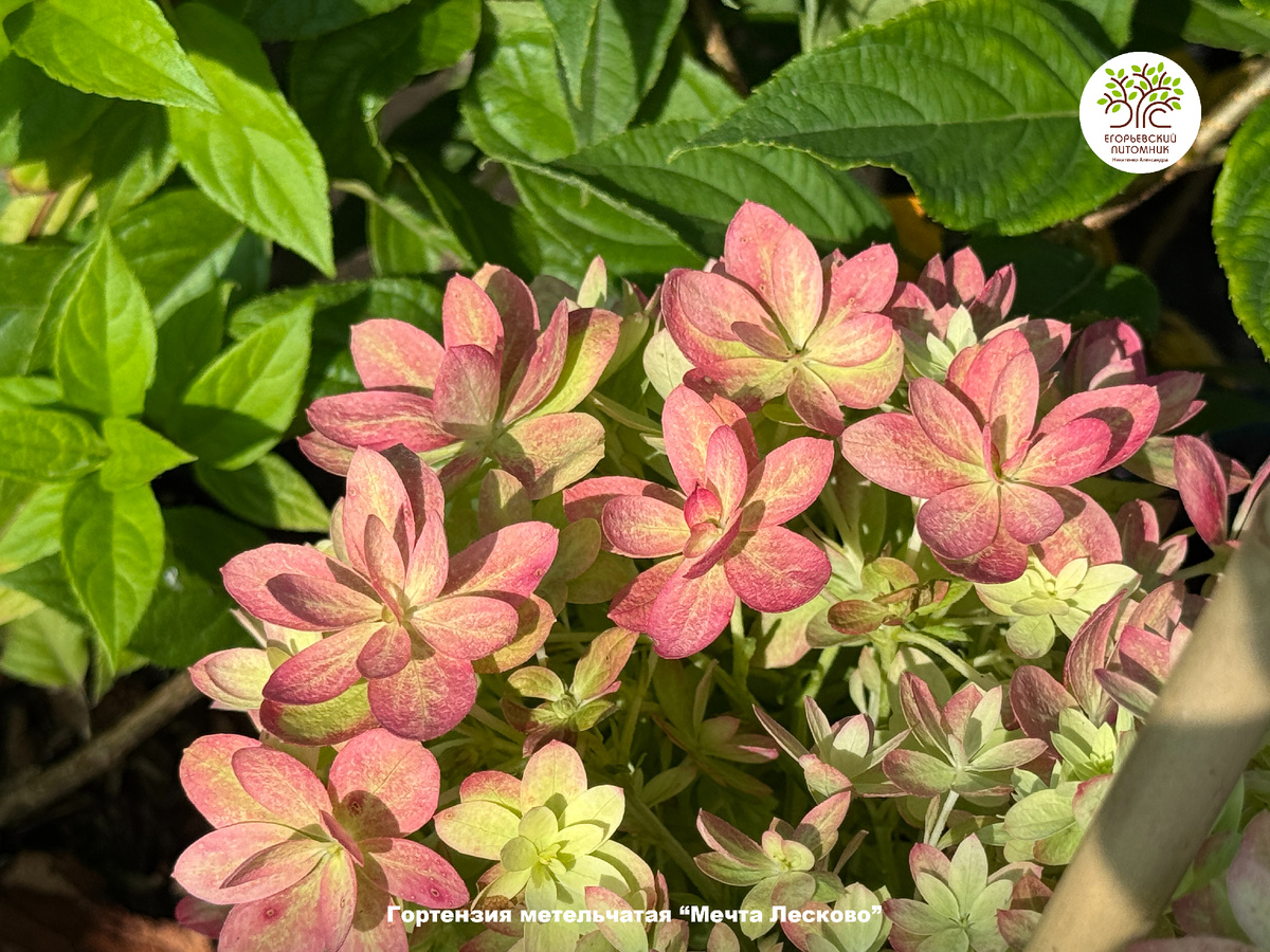 Отдельные цветочки в соцветии гортензии Мечта Лесково