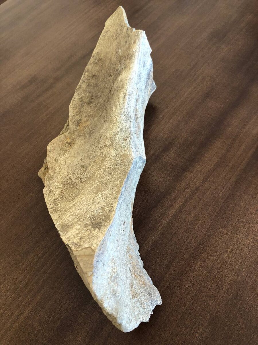 Лопатка мамонта, найденная на дне Почаинского оврага