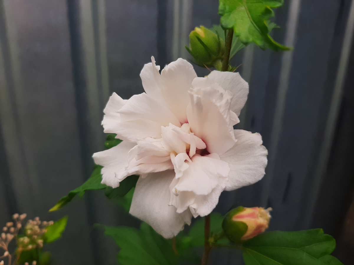 Мой доходяга