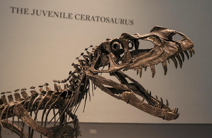    Скелет молодого цератозавра на аукционе Sotheby's.EPA/ТАСС