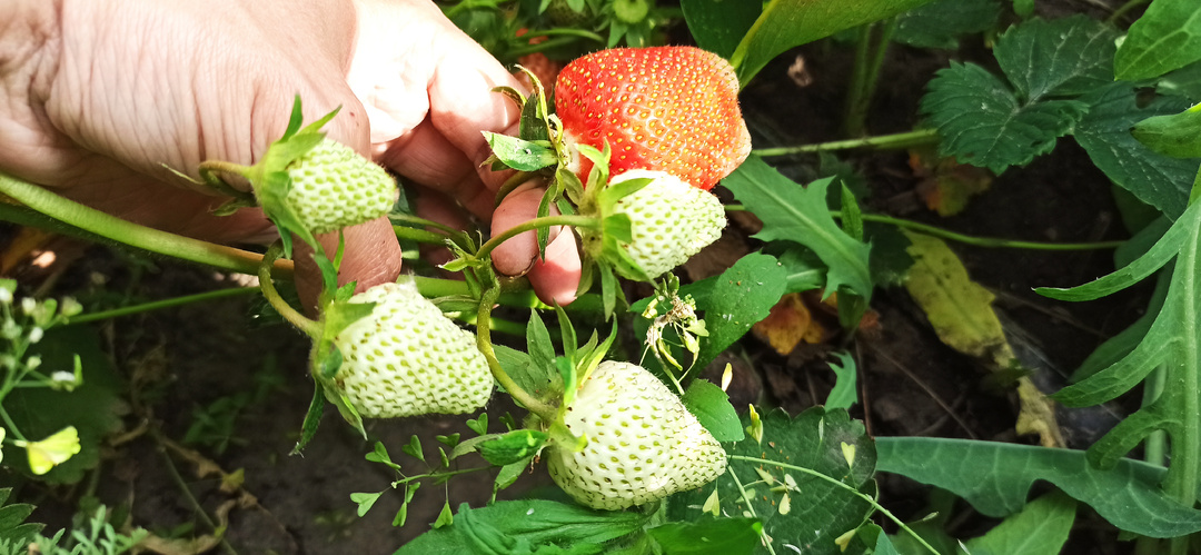 🔥 До 7 кг клубники с куста! Агроном раскрыл секрет подкормки в 5 раз дешевле навоза, от которой кусты ломятся от ягод