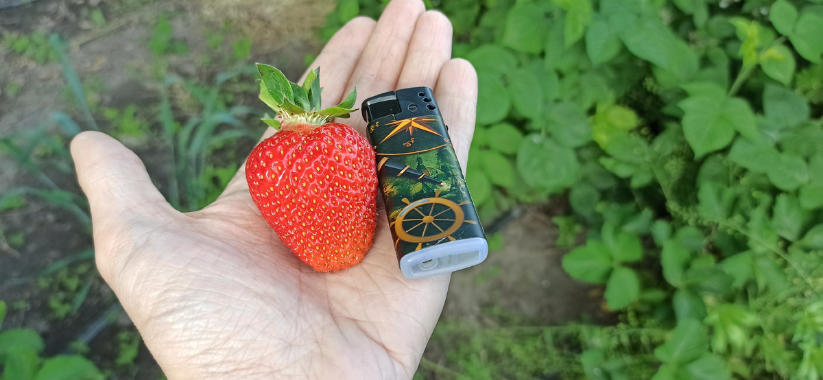 Урожай крупной клубники гарантирован