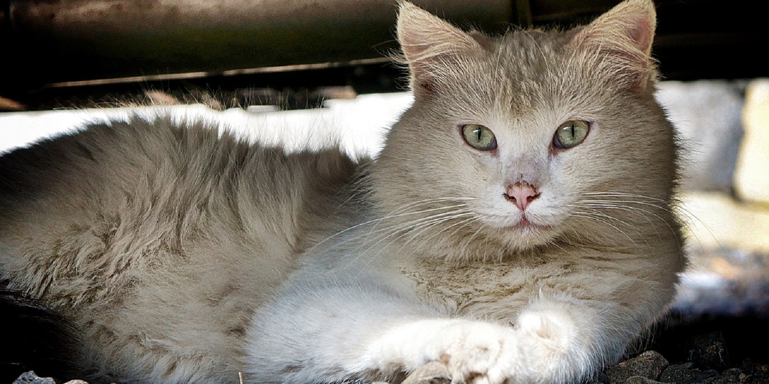 Остановка по требованию