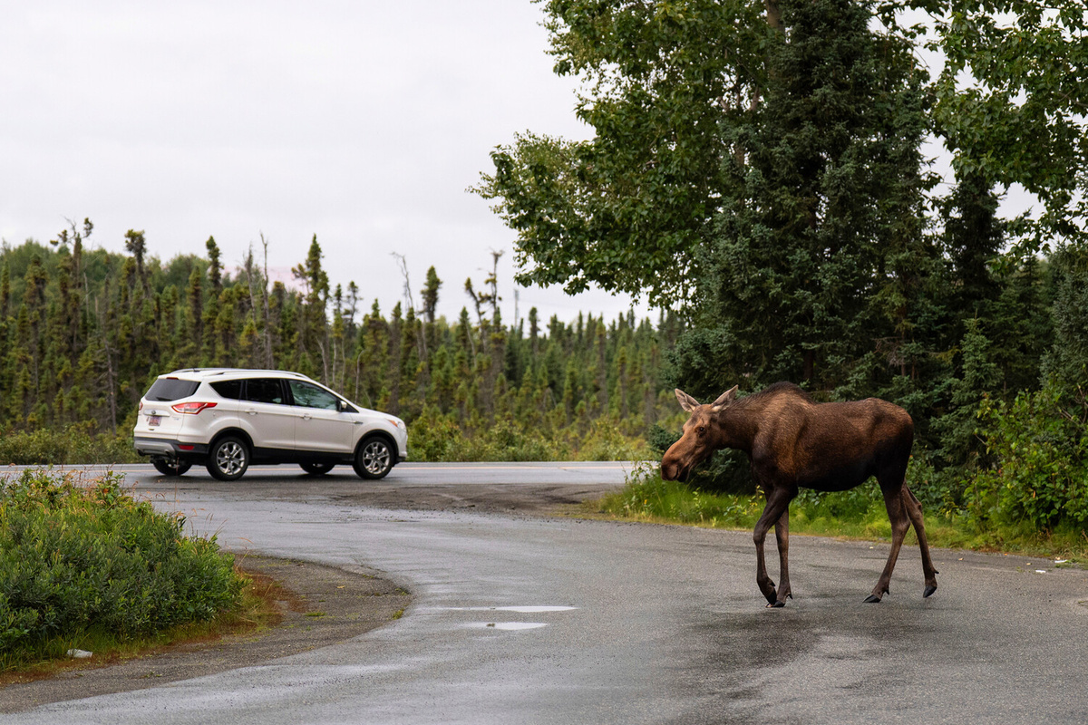 Лось на парковке в парке «Эртквейк» в Анкоридже, Аляска, 14 августа 2025 года ©Jae C. Hong/AP  📷