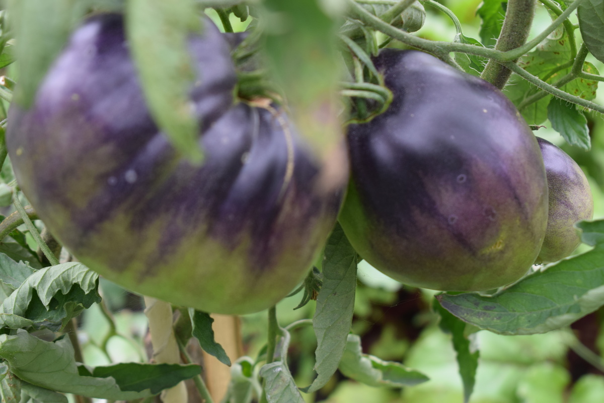 томат Сержант Пеппер(фото автора)