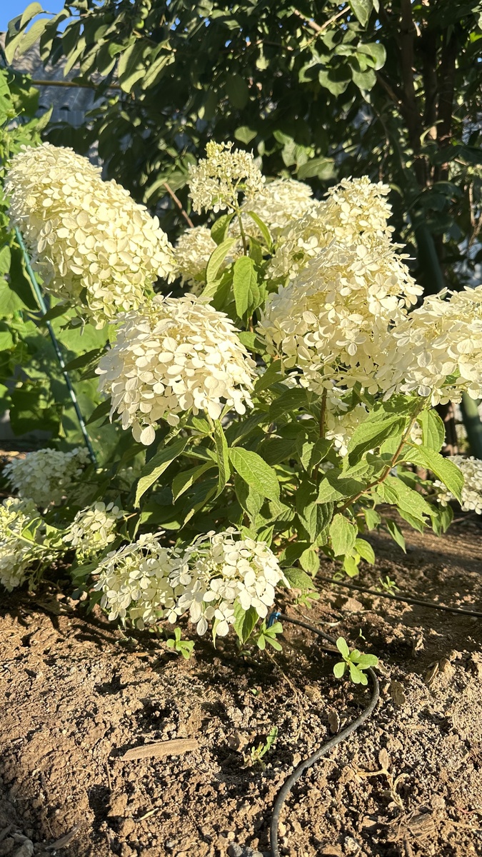 Фантом 1 год после высадки , высота 50 см. 