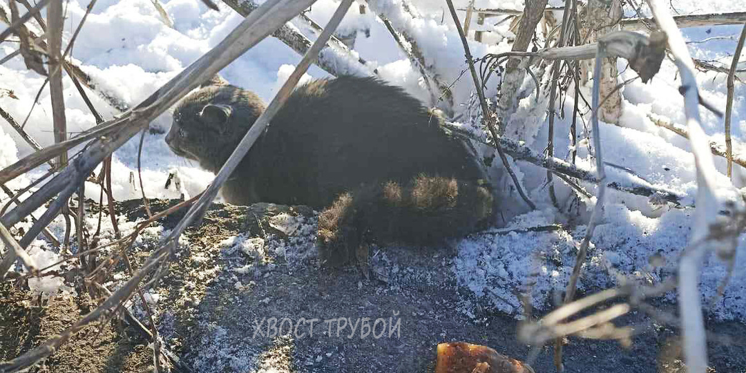 Заледеневшая от мороза кошка сидела под кустом. Какой она стала спустя год.