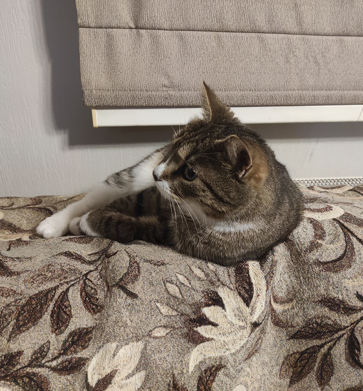 Загадочная леди К.