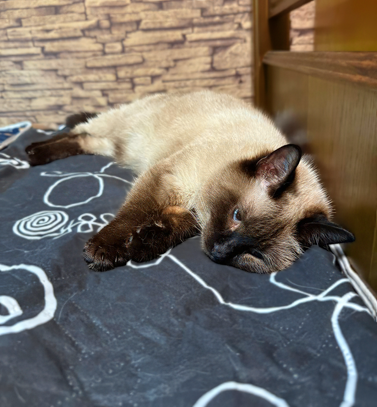 Барышня Ника