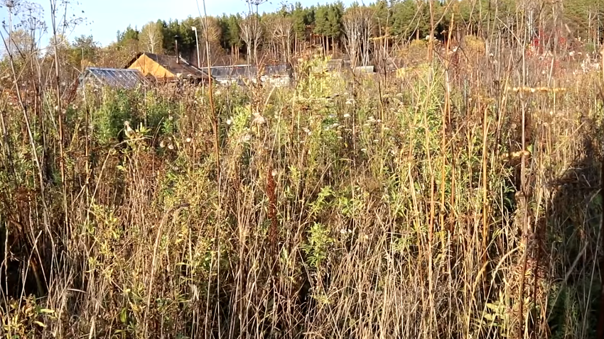  Вот во что превратился мой огород после трех месяцев борьбы с сорняками