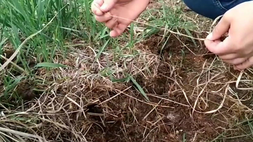 В августе корни сорняков активно накапливают питательные вещества перед зимовкой